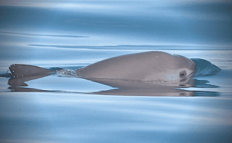 vaquita marina (1)
