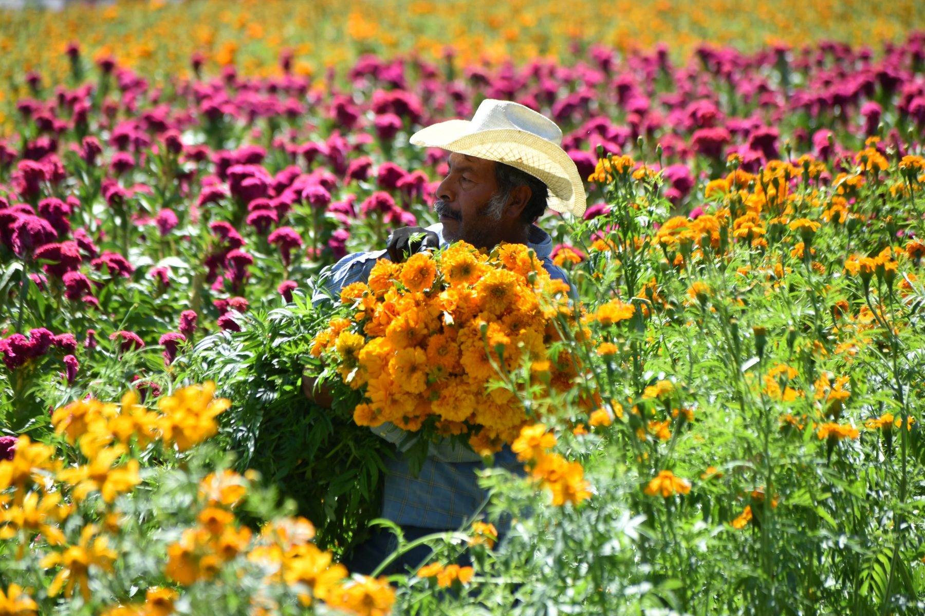 Un recorrido por las flores de los muertos - Manatí