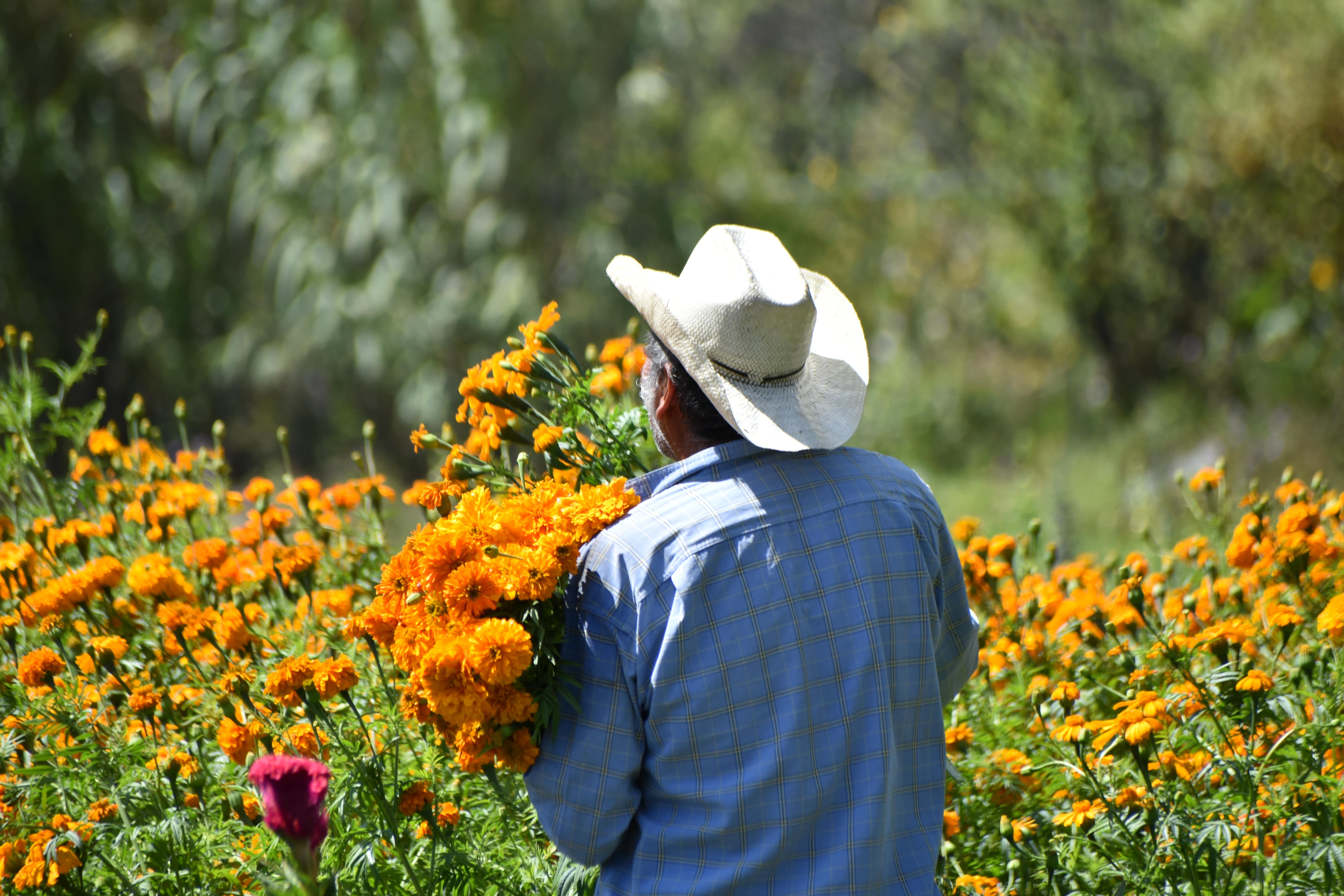 Un recorrido por las flores de los muertos - Manatí