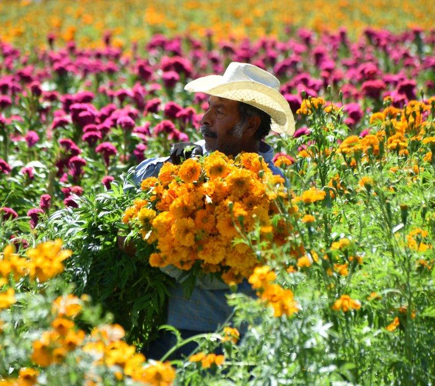 Un recorrido por las flores de los muertos