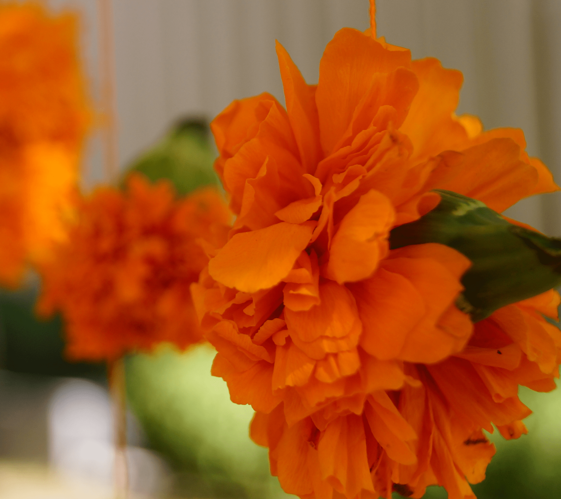 Flor de cempasúchil
