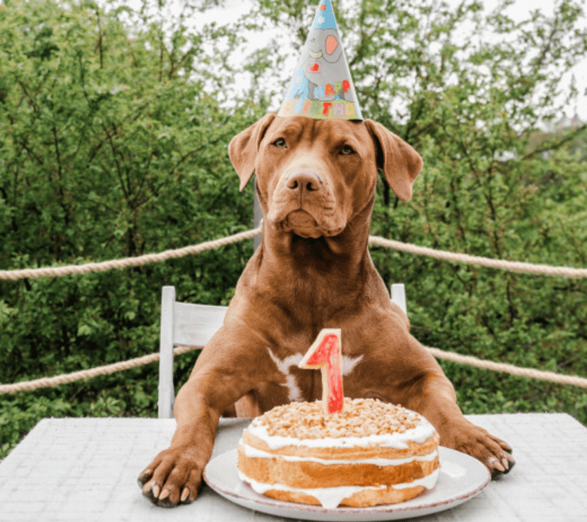 Estos restaurantes en Puebla son pet friendly