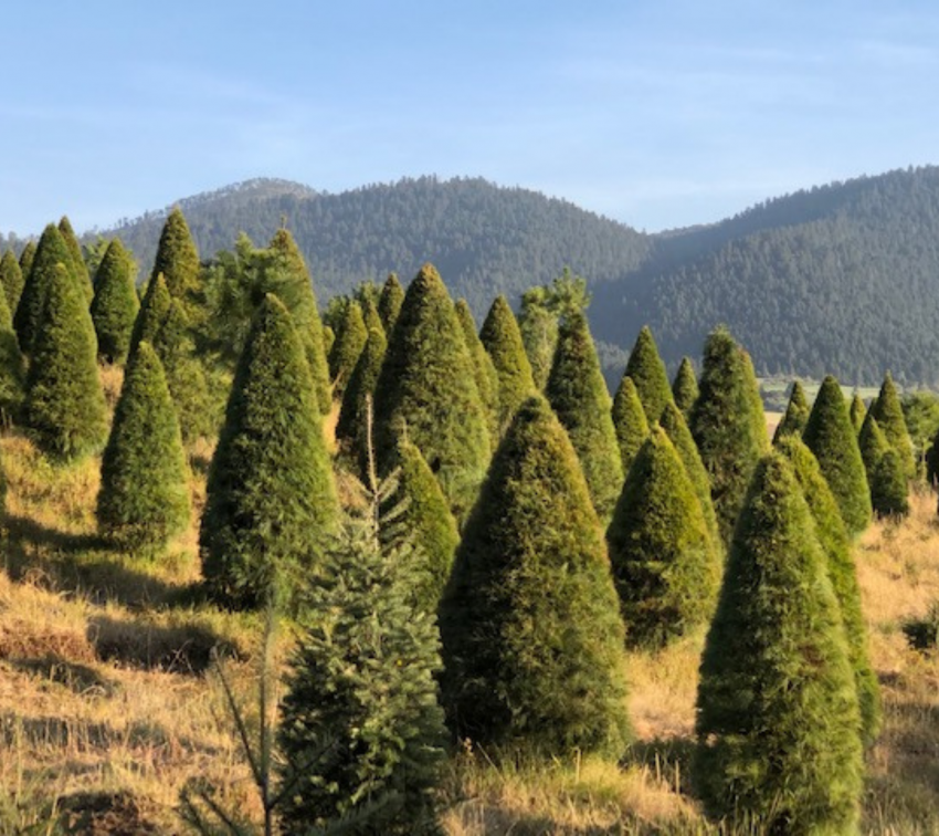 Lugares para comprar árboles de navidad naturales en Puebla