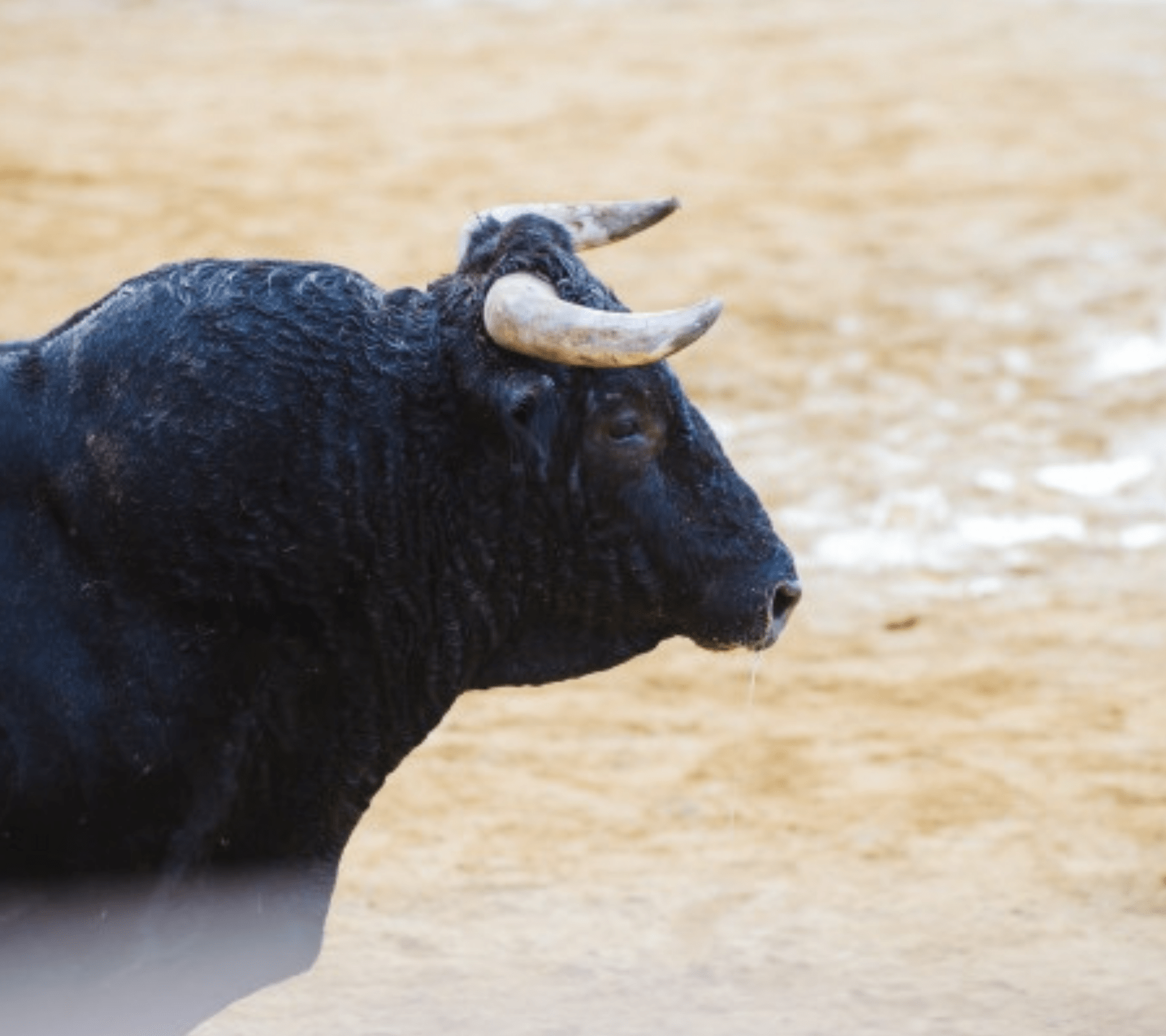 Avanza prohibición de corridas de toros en Puebla capital