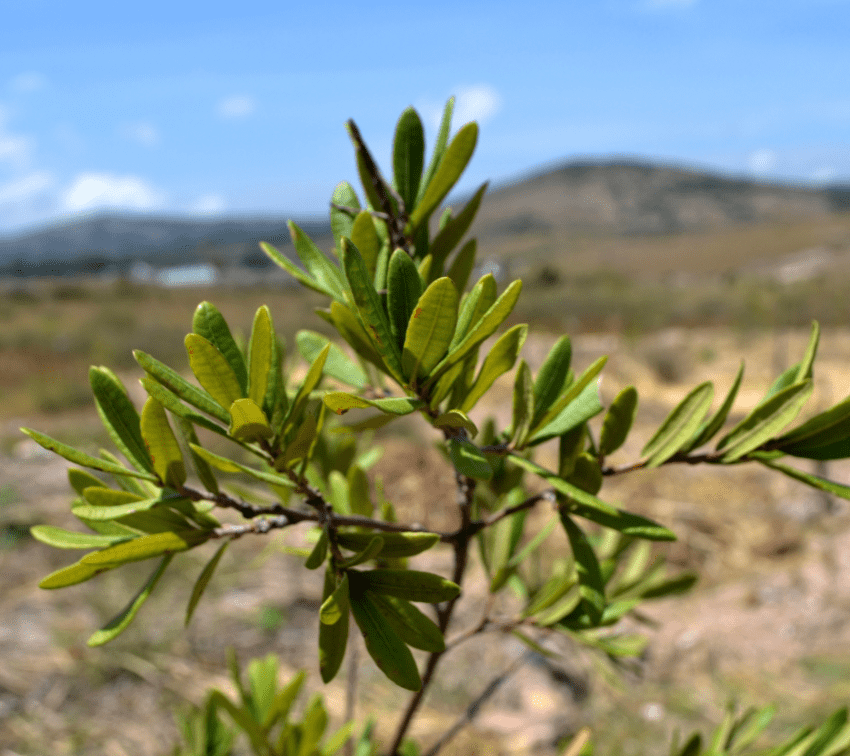 Investigadores BUAP desarrollan biofertilanzate para el crecimiento de plantas