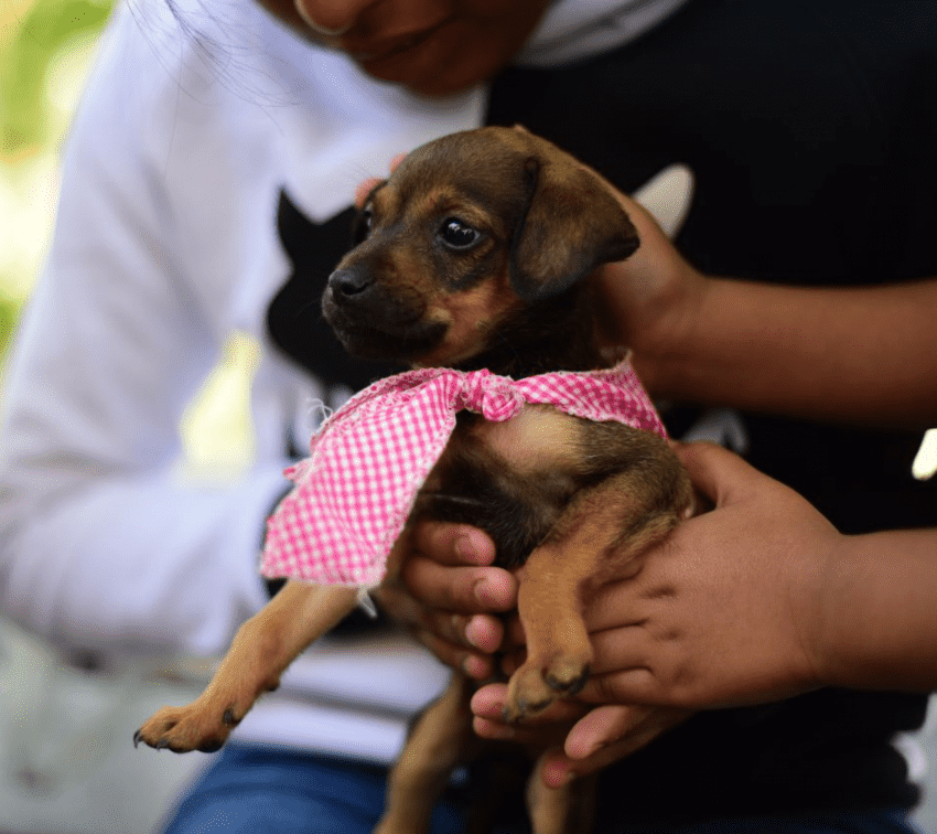 Invitan a participar en encuesta sobre el bienestar animal