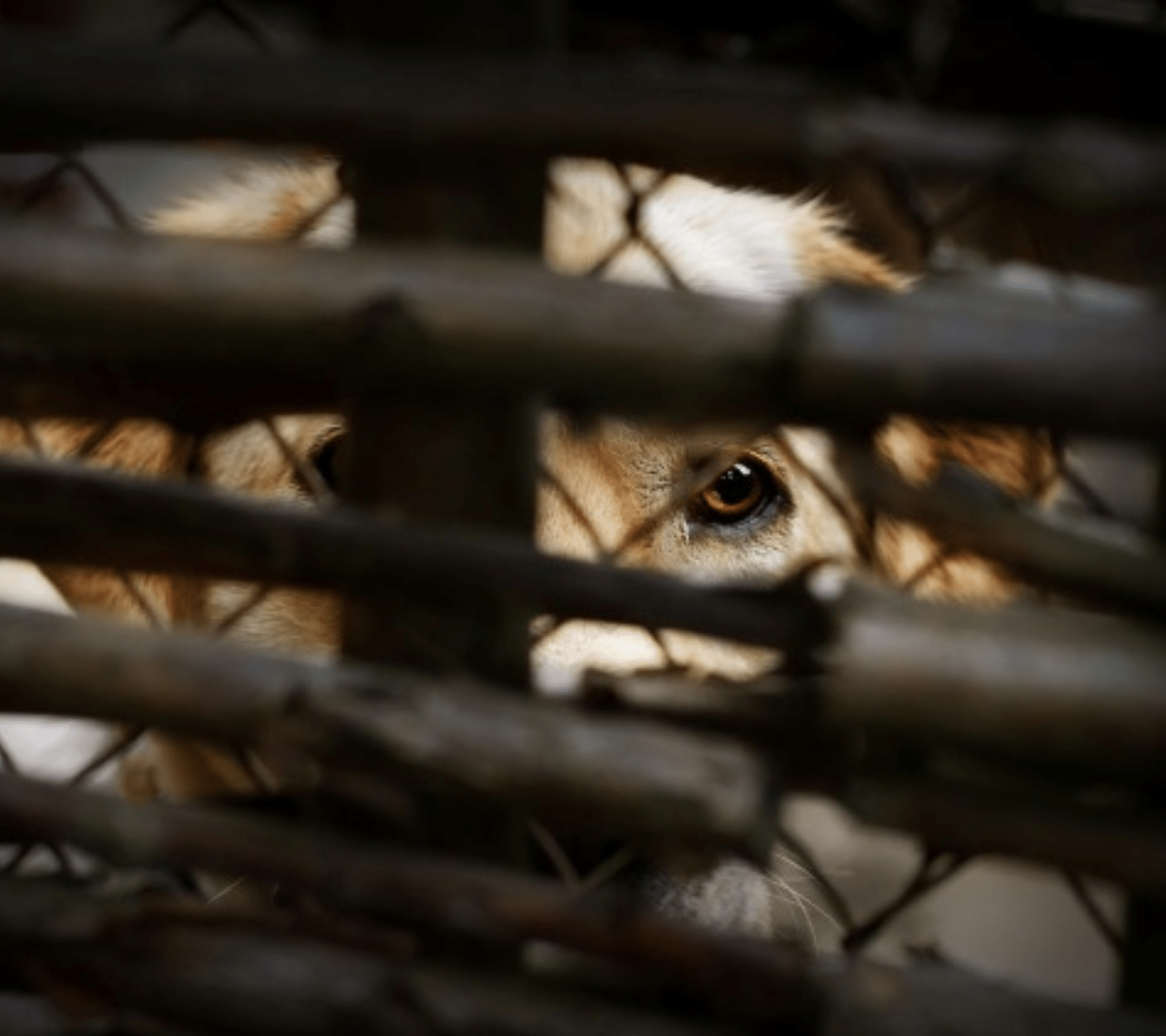 Aplican primera sanción por maltrato animal en Puebla