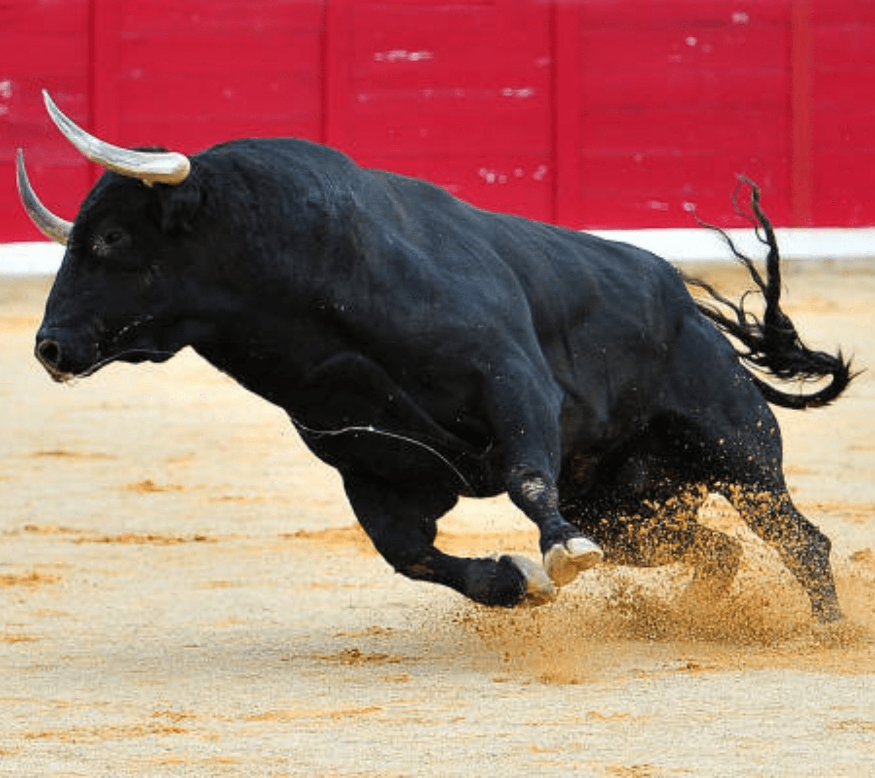 Cabildo de Puebla rechaza la prohibición de corridas de toros