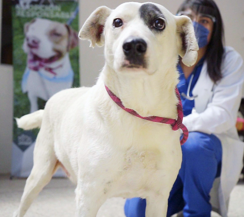 Pondrán en adopción a «Ningo», víctima de maltrato animal en Puebla