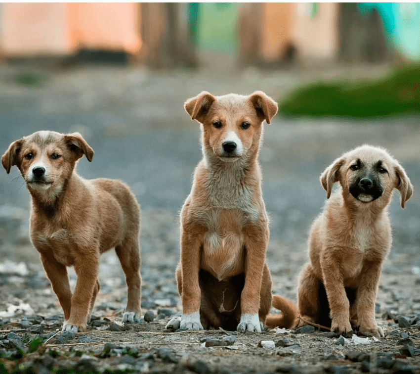 Lugares para adoptar perros y gatos en Puebla