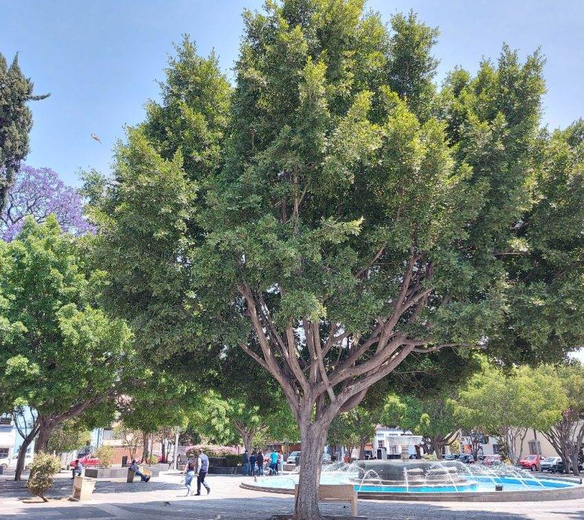 Van por siembra de 31 mil árboles en toda la ciudad de Puebla