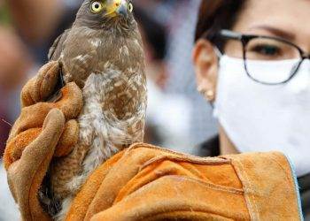 Convierten a Flor del Bosque en reserva para rehabilitar y liberar especies