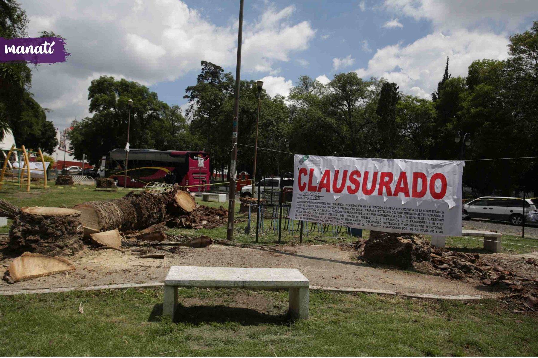 El gobierno del estado suspendió la tala de palmeras en el Barrio de Analco, e incluso una supuesta tala en la Avenida Juárez. El gobierno municipal de Puebla informó que no pretendía talar ninguna especie en esa vialidad. Fotografía: Daniel Casas | Agencia Es Imagen