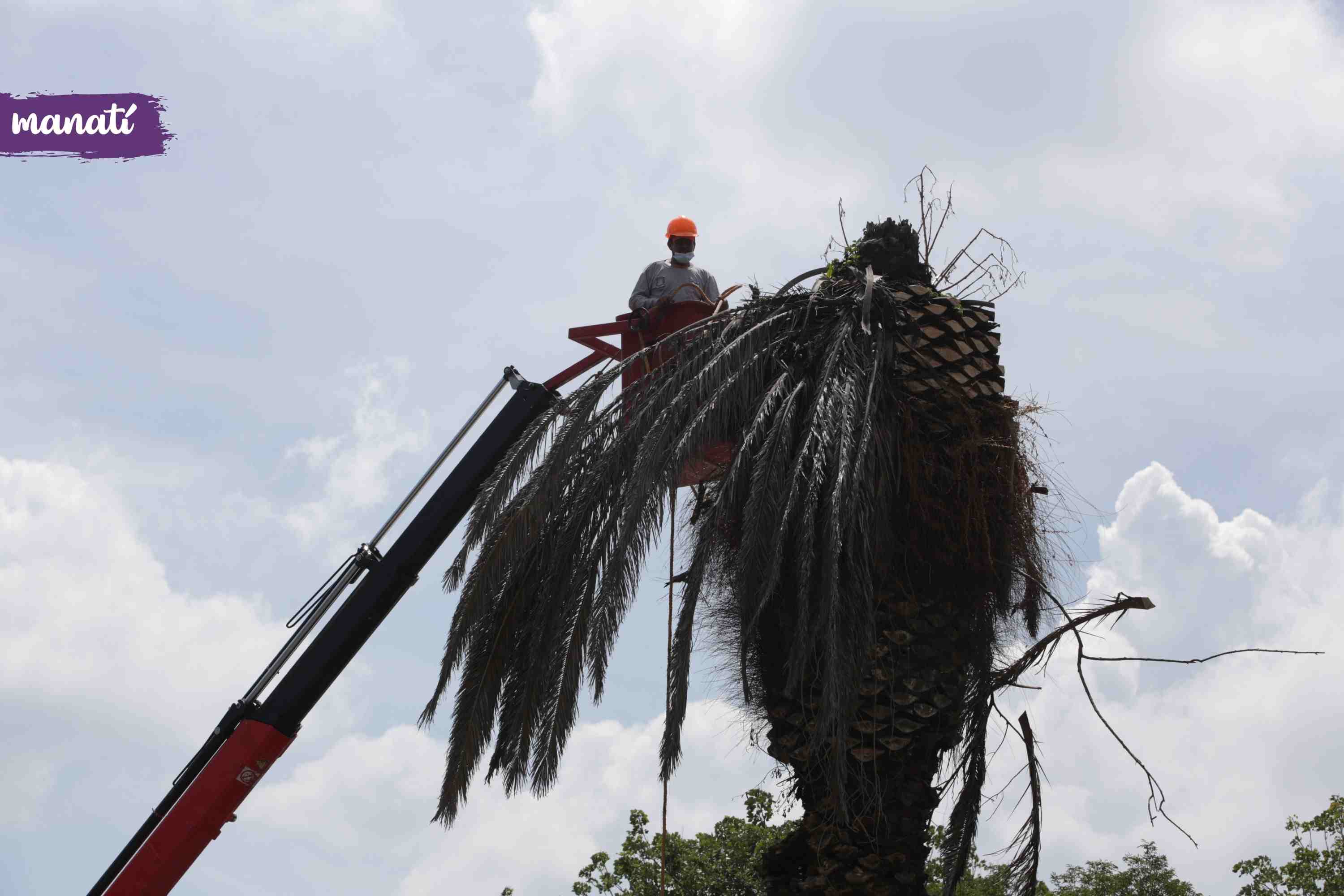 árbol tala palmera trabajador