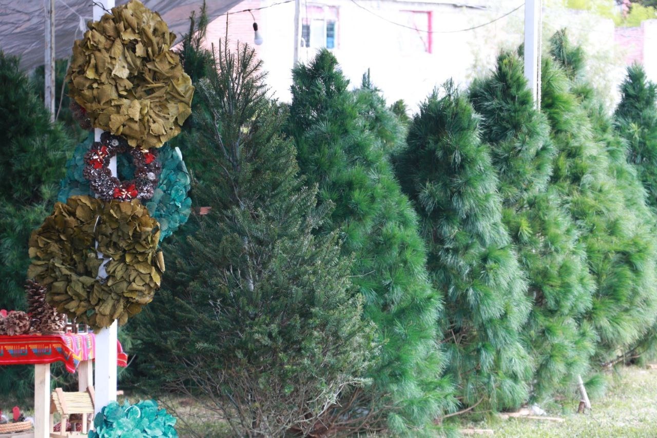puntos de venta árboles de navidad puebla