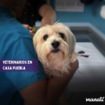 clínica veterinaria en casa puebla veterinario perro
