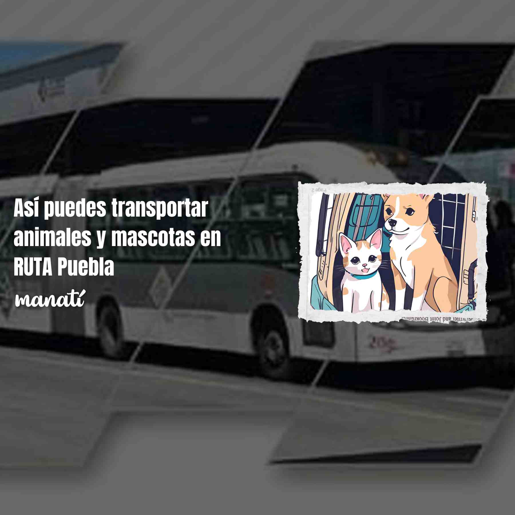 ruta puebla animales mascotas