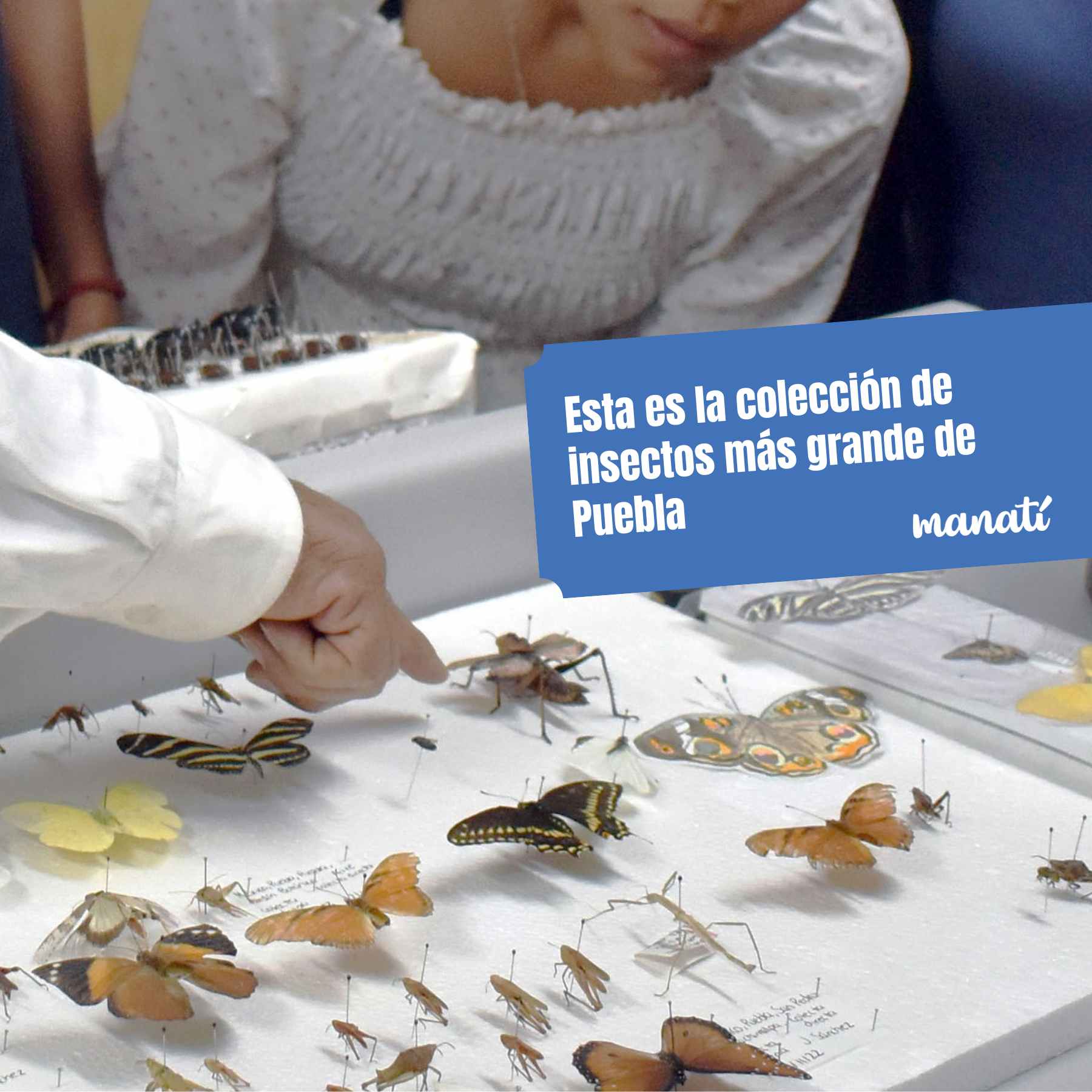 Esta es la colección de insectos más grande de Puebla