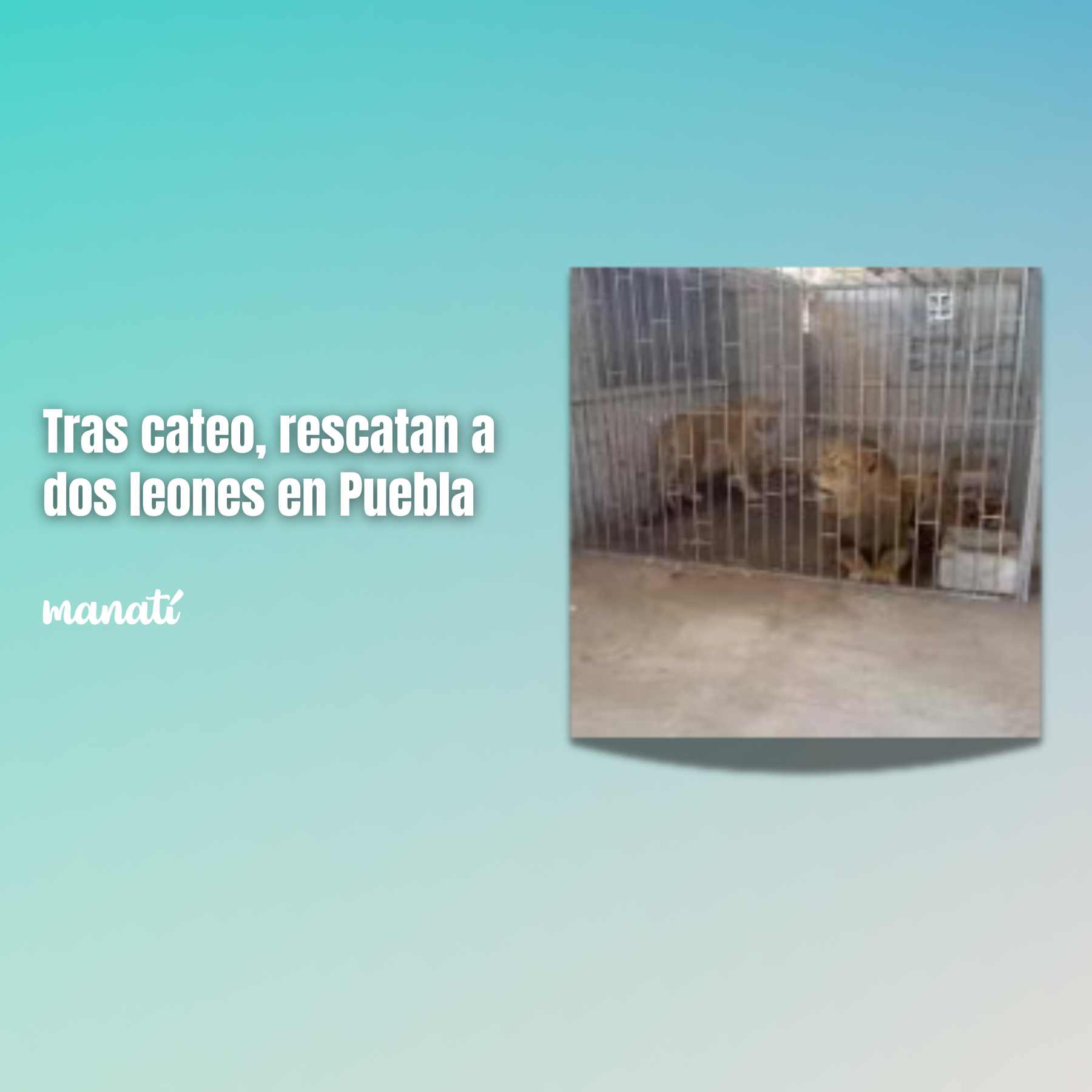 leones rescatados en Puebla