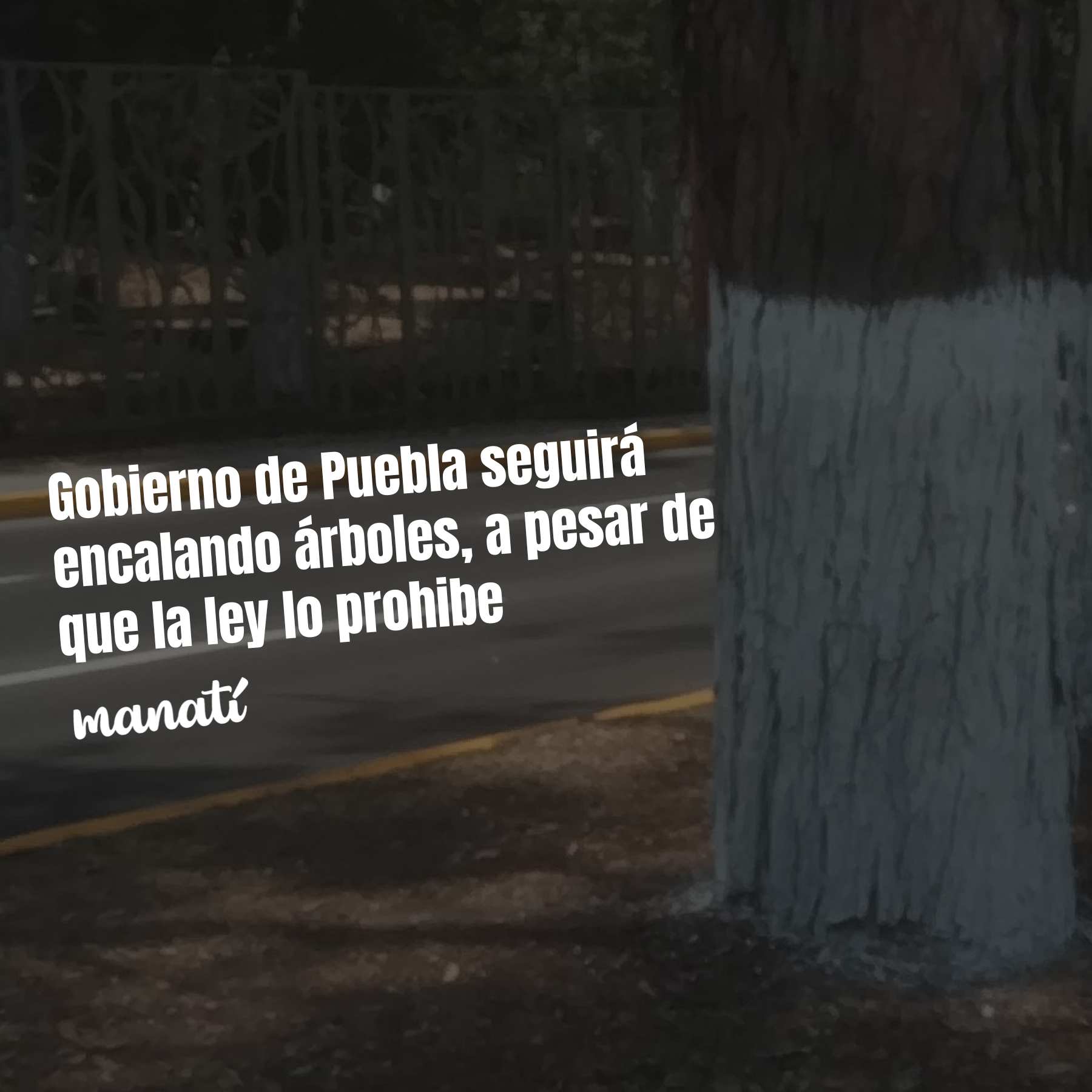 Gobierno de Puebla seguirá encalando árboles, a pesar de que la ley lo prohibe