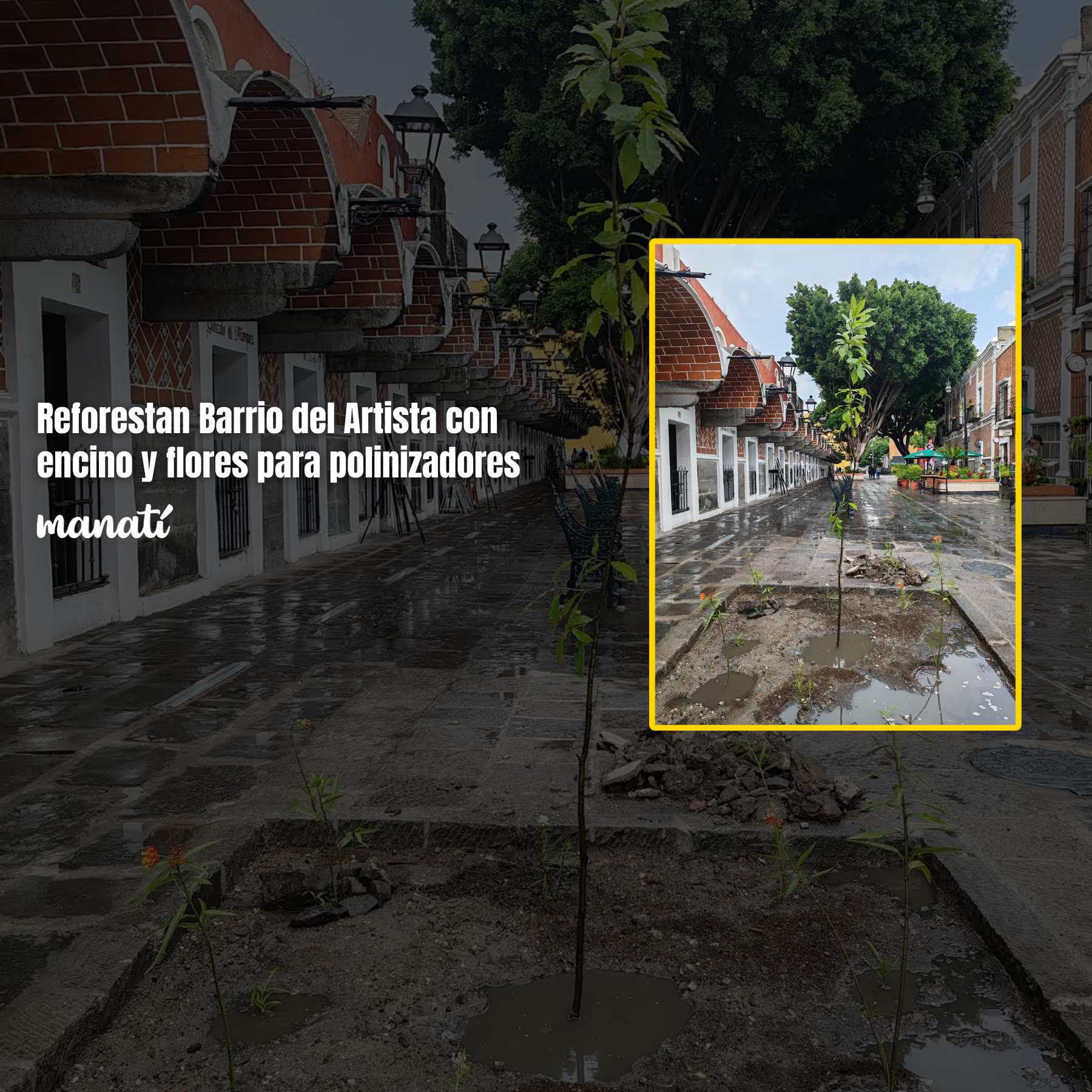 Reforestan Barrio del Artista con encino y flores para polinizadores