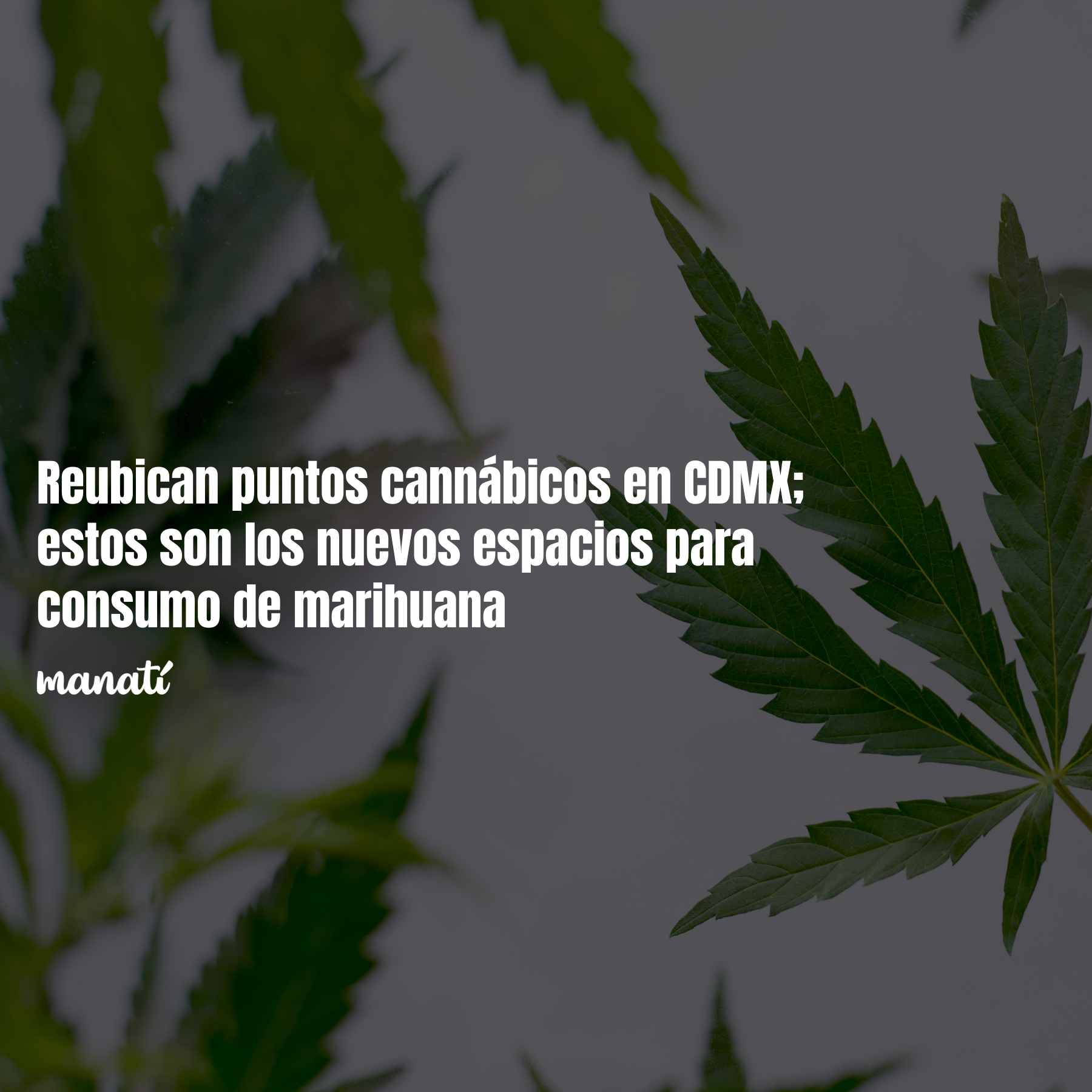 Reubican puntos cannábicos en CDMX; estos son los nuevos espacios para consumo de marihuana