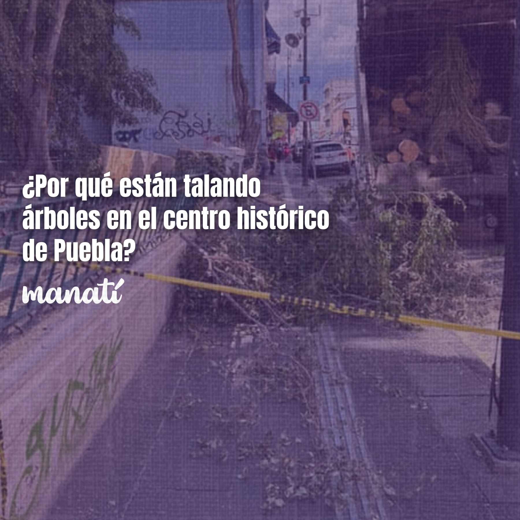 ¿Por qué están talando árboles en el centro histórico de Puebla?