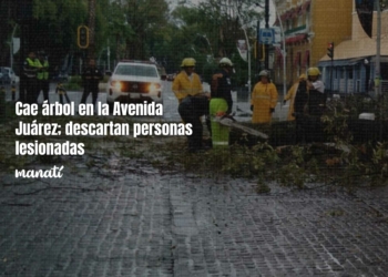 Cae árbol en la Avenida Juárez; descartan personas lesionadas